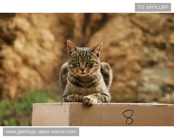 板球赛场下猫咪闯入！选手停赛捕猫